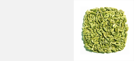 Shanson Exports : An Exporter Of Fennel Seeds, Fennel Seeds Exporter, Fennel Seeds Supplier, Fennel Seeds Producer, Fennel Seeds Singapore Quality, Fennel Seeds Europe Quality, Fennel Seeds Ahmedabad, Fennel Seeds Exporter Gujarat, Fennel Seeds Exporter India.